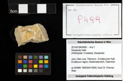Foto (Objekt + Etiketten) von Decapoda indet. 